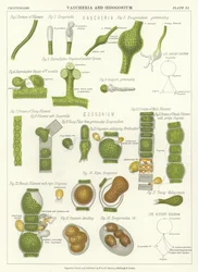 Vaucheria and Oedogonium