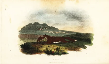 Vixen fleeing from hunting hounds with her cub in her mouth