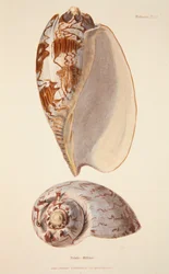 Voluta Miltonis, hand coloured engraving