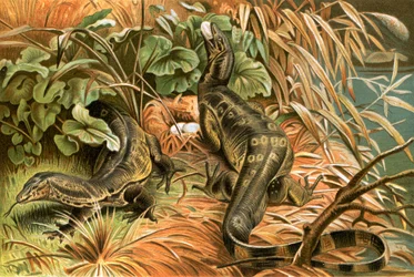 Water monitors robbing a nest