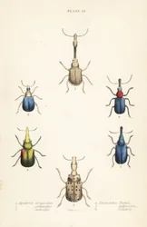 Weevils: Attelabus longicollis, Attelabus gemmatus, Attelabus ruficollis, Byctiscus populi, Rhycnhites pubescens, and Rhynchites collaris