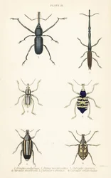 Weevils: Brentus ancharago, Rhina barbirostris, Curculio cuviera, Eupholus geoffroyi, Larinus ursus and Curculio sphacelatus
