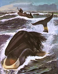 Whale Hunting