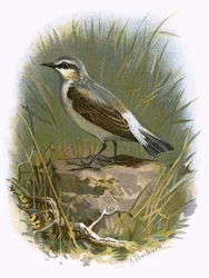 Wheatear