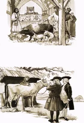 When Animals Were Tried in Court