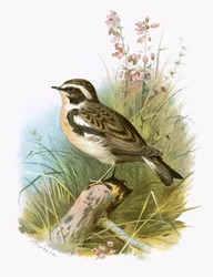Whinchat