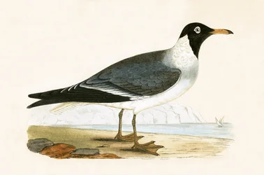 White Eyed Gull, illustration from 