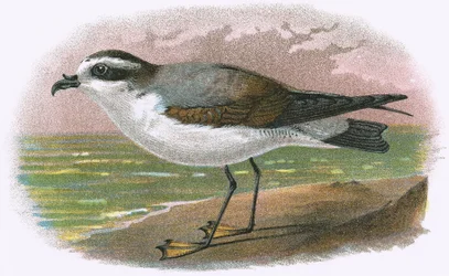 White bellied Petrel