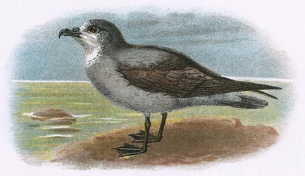 White-throated Grey Petrel