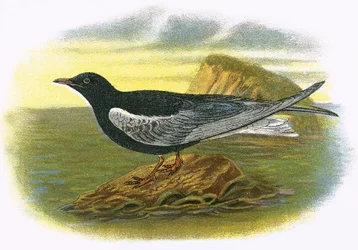 White winged black Tern