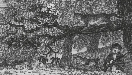 Wild Cat