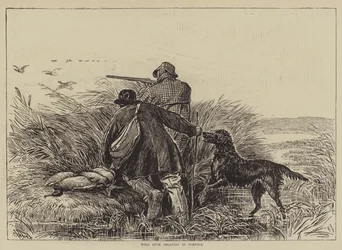 Wild Duck Shooting in Norfolk