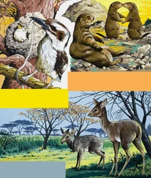 Wild animals montage