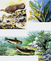 Wild Animals Montage
