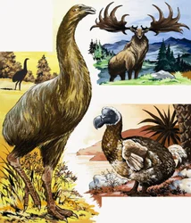 Wild Animals Montage