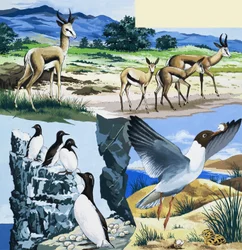 Wild Animals Montage
