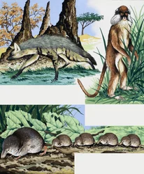 Wild animals montage