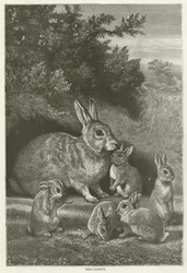 Wild Rabbits
