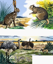 Wildlife montage