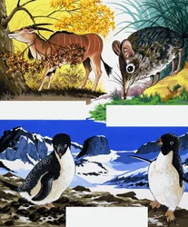 Wildlife Montage