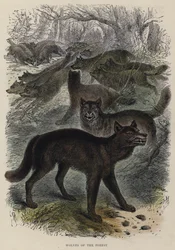 Wolves of the Forest