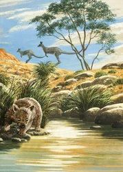 Wombat and Kangaroos