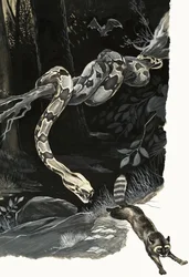 Wonders of Nature: Snake That Once Had Legs