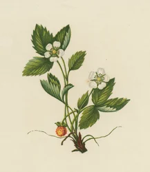 Wood Strawberry, Fragaria Vesca