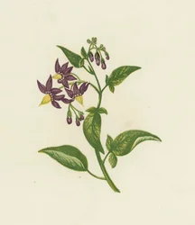 Woody Nightshade, or Bitter Sweet, Solanum Dulcamara