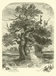 Yardley Oak