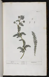 Yarrow, Plate 18 from 