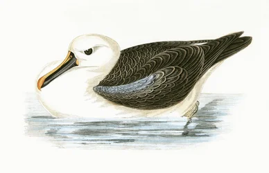Yellow Nosed Albatross, illustration from 