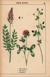 Yellow clover, red clover and saintfoin or sainfoin, from 