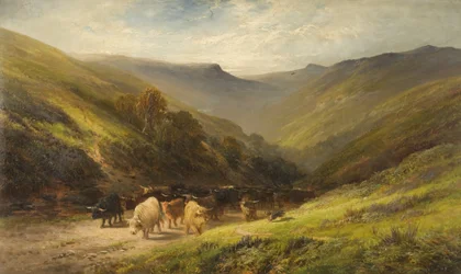 Highland Cattle