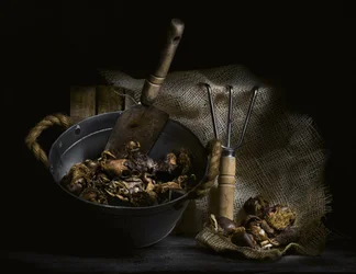 Foraged Mushrooms and Tools
