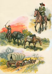 Horses