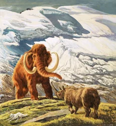Mammoth Meets Rhinoceros