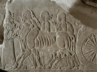 Assyrian soldiers with ox-cart leading Elamite prisoners of war to exile after the battle of Til Tuba