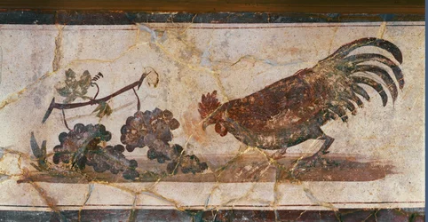 Rooster and grapes, Herculaneum, Italy