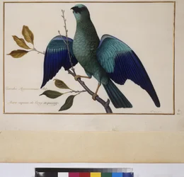 Animal study, c.1650-75