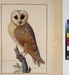Full page: animal study, c.1650-75
