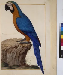 Animal Study, c.1650-75
