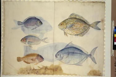 Full page: depiction of five species of fish, c.1562-1580