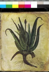 Full page: floral illustration: aloe
