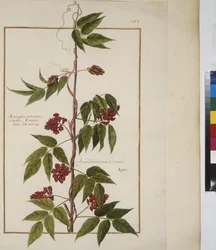 Full page: plant study, c.1650-75