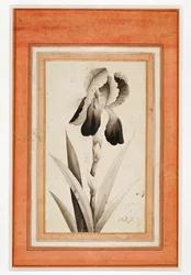 Iris, End of the 18th century