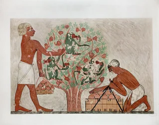 Men Gathering Figs, Monkeys Sit in the Tree