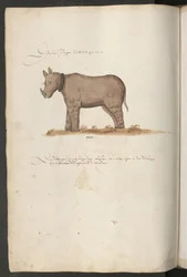 Rhinoceros