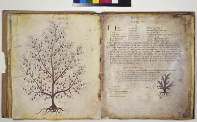 Two full pages: plant study with inscription