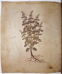 Dioscorides Herbarium: Teucrium Scordium